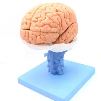 15 частей анатомической модели черепно-мозгового нерва в натуральную величину Медицинская школа