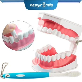 Easyinsmile Модель зуба 1: 2 Съемная зубная щетка для типодонта Обучение Большая щетка 12x9 см с щеткой Стоматологическая лабораторная модель