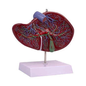 J6PA Анатомическая модель печени показывает детали кровеносной системы печени, модель анатомии печени в натуральную величину для больницы