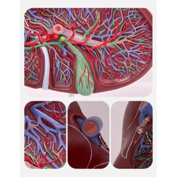 J6PA Анатомическая модель печени показывает детали кровеносной системы печени, модель анатомии печени в натуральную величину для больницы J6PA Анатомическая модель печени показывает детали кровеносной системы печени, модель анатомии печени в натуральную величину для больницы 1