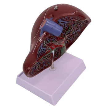 J6PA Анатомическая модель печени показывает детали кровеносной системы печени, модель анатомии печени в натуральную величину для больницы J6PA Анатомическая модель печени показывает детали кровеносной системы печени, модель анатомии печени в натуральную величину для больницы 4