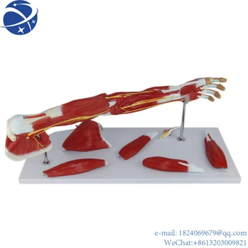 Yun Yi7 частей модели анатомических мышц рук человека с основными сосудами и нервами