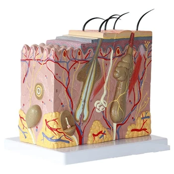 Модель кожи 50X Увеличенная анатомическая модель кожи Анатомическая трехмерная модель кожи для обучения в классе Дисплейное обучение