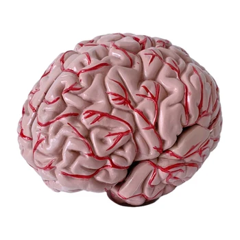 Модель мозга для урока анатомии Изысканное мастерство и реалистичный внешний вид для расширенного обучения