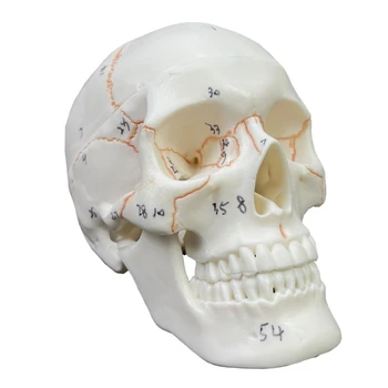  Модель человеческого черепа с номером дропшиппинга, детали в натуральную величину 2 с швами Окрашенные,54 Пронумерованные для студентов-медиков