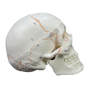  Модель человеческого черепа с номером дропшиппинга, детали в натуральную величину 2 с швами Окрашенные,54 Пронумерованные для студентов-медиков  Модель человеческого черепа с номером дропшиппинга, детали в натуральную величину 2 с швами Окрашенные,54 Пронумерованные для студентов-медиков 2