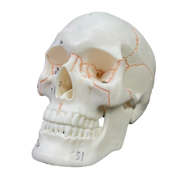  Модель человеческого черепа с номером дропшиппинга, детали в натуральную величину 2 с швами Окрашенные,54 Пронумерованные для студентов-медиков  Модель человеческого черепа с номером дропшиппинга, детали в натуральную величину 2 с швами Окрашенные,54 Пронумерованные для студентов-медиков 3
