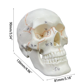  Модель человеческого черепа с номером дропшиппинга, детали в натуральную величину 2 с швами Окрашенные,54 Пронумерованные для студентов-медиков  Модель человеческого черепа с номером дропшиппинга, детали в натуральную величину 2 с швами Окрашенные,54 Пронумерованные для студентов-медиков 5