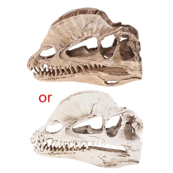 Поделки из смолы черепа динозавра дилофозавра для учебной модели ископаемого скелета