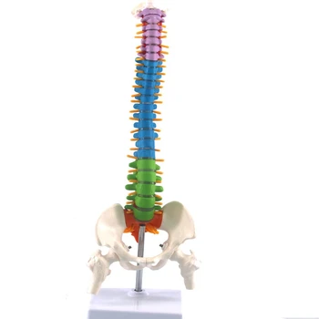 Цветной гибкий анатомический режим позвоночника в натуральную величину модель позвоночника человека с тазовой бедренной костью 45 см с подставкой